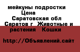 мейкуны подростки › Цена ­ 5 000 - Саратовская обл., Саратов г. Животные и растения » Кошки   
